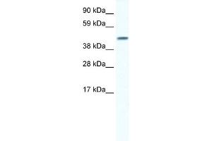 WB Suggested Anti-GJA5 Antibody Titration:  0. (Cx40/GJA5 antibody  (N-Term))