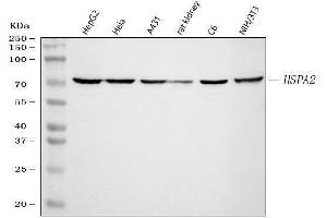 Western blot analysis of HSPA2 using anti-HSPA2 antibody (ABIN3043850). (HSPA2 antibody  (C-Term))