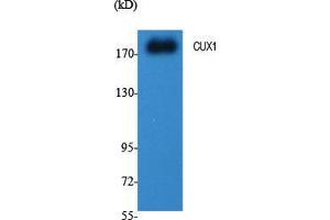 Western Blot (WB) analysis of specific cells using CUX1 Polyclonal Antibody. (CUX1 antibody  (N-Term))
