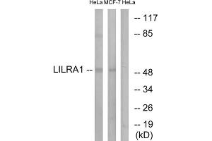 Western blot analysis of extracts from HeLa cells and MCF-7 cells, using LILRA1 antibody. (LILRA1 antibody  (Internal Region))