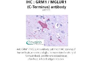 Image no. 1 for anti-Glutamate Receptor, Metabotropic 1 (GRM1) (C-Term) antibody (ABIN1735259) (Metabotropic Glutamate Receptor 1 antibody  (C-Term))