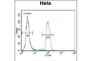 Flow cytometric analysis of Hela cells (right histogram) compared to a negative control cell (left histogram). (MAPK14 antibody  (C-Term))