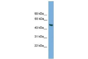 Human HepG2; WB Suggested Anti-ABHD1 Antibody Titration: 0.