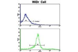 Flow Cytometry (FACS) image for anti-Kinesin Light Chain 1 (KLC1) antibody (ABIN3003845) (KLC1 antibody)