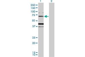 Western Blot analysis of MUC20 expression in transfected 293T cell line by MUC20 MaxPab polyclonal antibody. (MUC20 antibody  (AA 1-538))