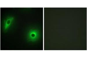 Immunofluorescence analysis of HeLa cells, using 14-3-3 eta Antibody. (14-3-3 eta antibody  (AA 51-100))