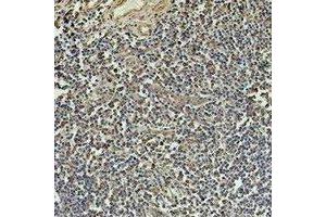 Immunohistochemical analysis of Beta1-tubulin staining in human tonsil formalin fixed paraffin embedded tissue section. (TUBB antibody)