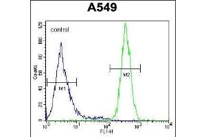 GOLGA2L1 Antibody (C-term) (ABIN654533 and ABIN2844251) flow cytometric analysis of A549 cells (right histogram) compared to a negative control cell (left histogram). (GOLGA2P5 antibody  (C-Term))