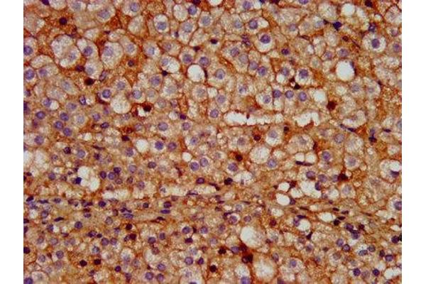 Prokineticin 1 antibody  (AA 20-105)
