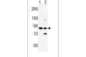 Western blot analysis of SLC8A1 Antibody (Center) (ABIN652886 and ABIN2842573) in HL-60(lane 1), K562(lane 2) cell line lysates (35 μg/lane).