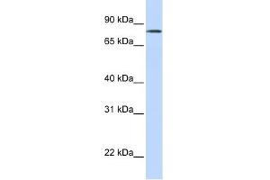 LST-3TM12 antibody used at 1 ug/ml to detect target protein. (LST-3TM12 antibody  (Middle Region))
