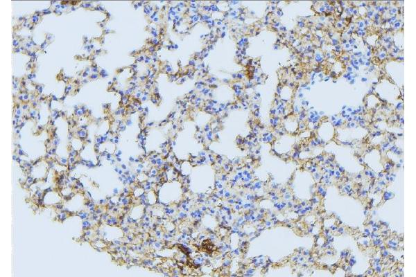 MARCH3 antibody  (Internal Region)