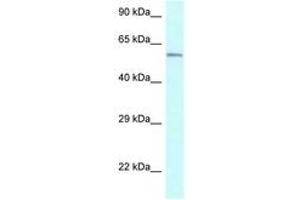 Image no. 1 for anti-Cytochrome P450, Family 2, Subfamily U, Polypeptide 1 (CYP2U1) (AA 270-319) antibody (ABIN6747547) (CYP2U1 antibody  (AA 270-319))