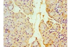 Immunohistochemistry of paraffin-embedded human pancreatic tissue using ABIN7172045 at dilution of 1:100 (TXN2 antibody  (AA 1-166))
