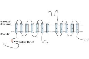 Representative domain view of the target of ABIN7885552.