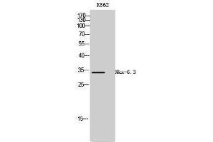 Western Blotting (WB) image for anti-NK6 Homeobox 3 (NKX6-3) (Internal Region) antibody (ABIN3185920) (NK6 Homeobox 3 antibody  (Internal Region))