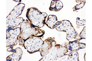 Anti-Annexin A1 antibody, IHC(P) IHC(P): Human Placenta Tissue (Annexin a1 antibody  (N-Term))