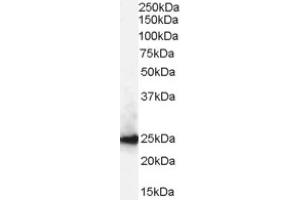 Image no. 1 for anti-Chromobox Homolog 1 (CBX1) (Internal Region) antibody (ABIN374618) (CBX1 antibody  (Internal Region))