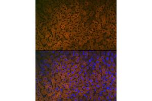 Immunofluorescence analysis of Mouse liver cells using FMO3 antibody (ABIN7267216) at dilution of 1:100. (FMO3 antibody)