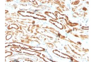Formalin-fixed, paraffin-embedded human kidney stained with Erythropoietin Recombinant Rabbit Monoclonal Antibody (EPO/3793R). (Recombinant EPO antibody  (AA 28-162))