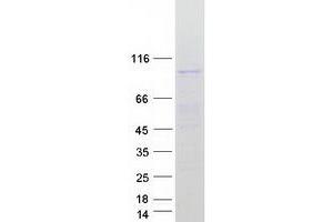 TEX11 Protein (Transcript Variant 2) (Myc-DYKDDDDK Tag)