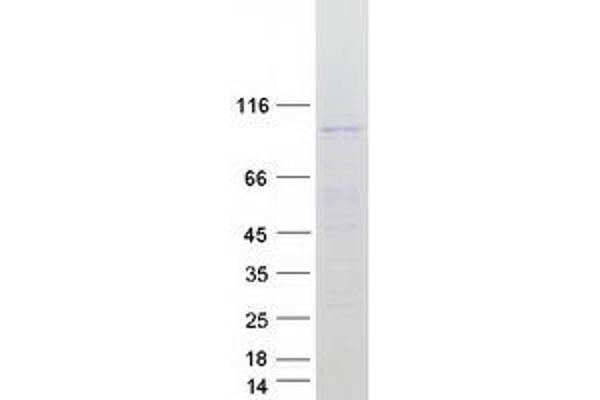 TEX11 Protein (Transcript Variant 2) (Myc-DYKDDDDK Tag)