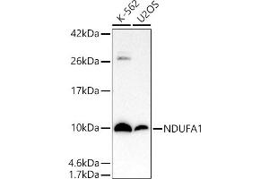 Western blot analysis of extracts of various cell lines, using NDUF antibody (ABIN7268797) at 1:1000 dilution. (NDUFA1 antibody)