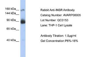 WB Suggested Anti-INSR  Antibody Titration: 0. (Insulin Receptor antibody  (Middle Region))