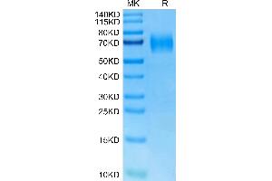 IL23R Protein (AA 24-374) (His tag)