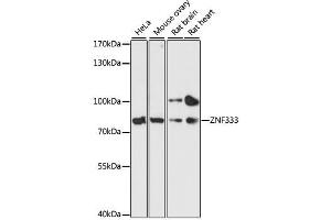 Western blot analysis of extracts of various cell lines, using ZNF333 antibody. (ZNF333 antibody  (AA 1-303))