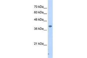 WB Suggested Anti-PIP3-E Antibody Titration:  2. (ICEF1 antibody  (C-Term))