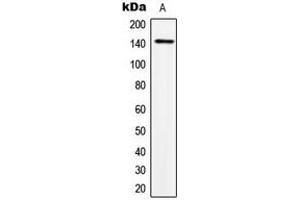 Western blot analysis of TRPS1 expression in HeLa (A) whole cell lysates. (TRPS1 antibody  (N-Term))