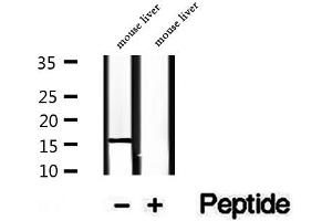 Western blot analysis of extracts of mouse liver tissue, using RPS14 antibody.