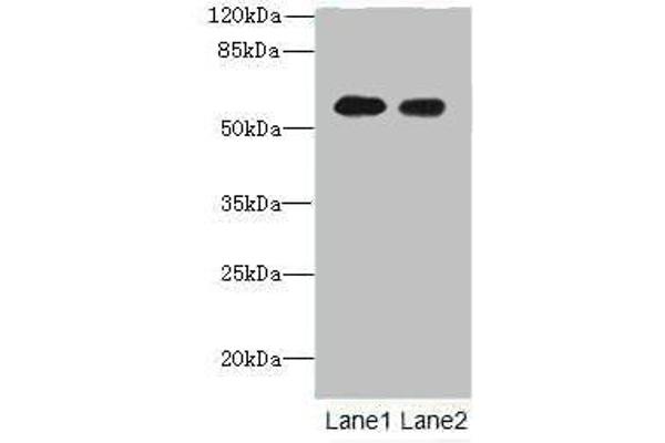 TEKT5 antibody  (AA 1-485)