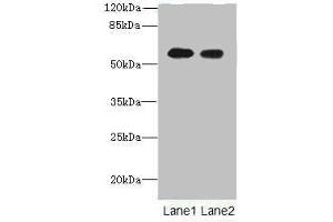 Western blot All lanes: Tektin-5 antibody at 16 μg/mL Lane 1: NIH/3T3 whole cell lysate Lane 2: HepG2 whole cell lysate Secondary Goat polyclonal to rabbit IgG at 1/10000 dilution Predicted band size: 56 kDa Observed band size: 56 kDa (TEKT5 antibody  (AA 1-485))