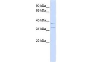 Image no. 1 for anti-Potassium Channel Regulator (KCNRG) (N-Term) antibody (ABIN6742716) (KCNRG antibody  (N-Term))