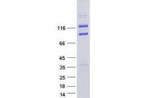 CAP-GLY Domain Containing Linker Protein 2 (CLIP2) (Transcript Variant 1) protein (Myc-DYKDDDDK Tag)