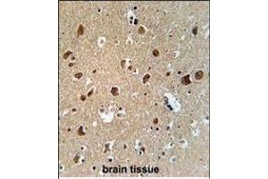 AFTPH Antibody (C-term) (ABIN651958 and ABIN2840475) immunohistochemistry analysis in formalin fixed and paraffin embedded human brain tissue followed by peroxidase conjugation of the secondary antibody and DAB staining. (Aftiphilin antibody  (C-Term))