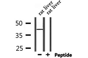 Western blot analysis of extracts from rat liver, using CDK9 Antibody. (CDK9 antibody  (Internal Region))