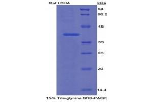 SDS-PAGE (SDS) image for Lactate Dehydrogenase A (LDHA) (AA 1-332) protein (His tag) (ABIN1080188) (Lactate Dehydrogenase A Protein (LDHA) (AA 1-332) (His tag))