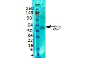 Western Blot analysis of Rat brain membrane lysate showing detection of VGLUT2 protein using Mouse Anti-VGLUT2 Monoclonal Antibody, Clone S29-29 (ABIN1027711). (Solute Carrier Family 17 (Vesicular Glutamate Transporter), Member 6 (SLC17A6) (AA 501-582) antibody)