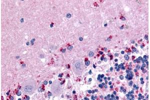 Anti-WNT2B antibody  ABIN1049476 IHC staining of human brain, cerebellum. (WNT2B antibody  (N-Term))