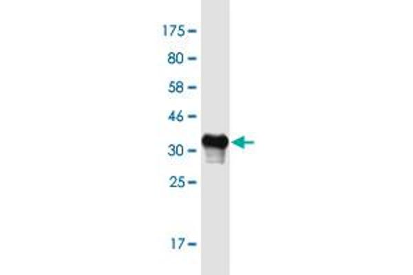 Otospiralin antibody  (AA 26-89)