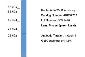 WB Suggested Anti-C1ql1  Antibody Titration: 0. (C1ql1 antibody  (N-Term))