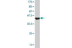 Western Blot detection against Immunogen (37. (EIF2C3 antibody  (AA 1-100))
