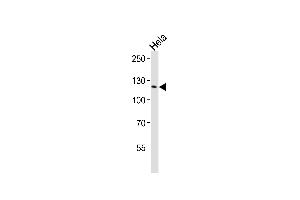 Western blot analysis of lysates from Hela cell line ,using CDC2L1 Antibody (ABIN484273 and ABIN1533654). (CDK11 antibody)