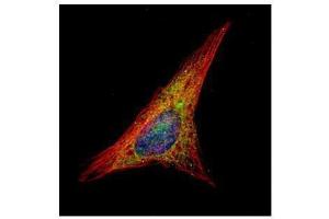 ICC/IF Image Confocal immunofluorescence analysis (Olympus FV10i) of methanol-fixed HeLa, using Gelsolin, antibody (Green) at 1:500 dilution. (Gelsolin antibody  (C-Term))