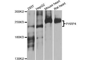 Western blot analysis of extracts of various cell lines, using PARP4 antibody (ABIN5974833) at 1/1000 dilution. (PARP4 antibody)