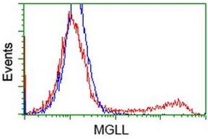 Image no. 3 for anti-Monoglyceride Lipase (MGLL) antibody (ABIN1499441) (MGLL antibody)