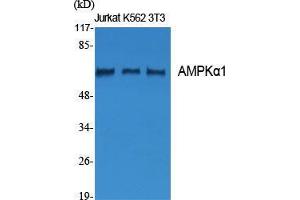 Western Blot (WB) analysis of specific cells using AMPKalpha1 Polyclonal Antibody. (PRKAA1 antibody  (Thr280))